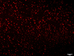 SOX9 Antibody in Immunohistochemistry (Paraffin) (IHC (P))