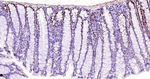 SOX9 Antibody in Immunohistochemistry (Paraffin) (IHC (P))