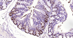 SOX9 Antibody in Immunohistochemistry (Paraffin) (IHC (P))
