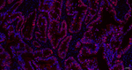SOX9 Antibody in Immunohistochemistry (Paraffin) (IHC (P))