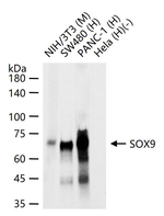 SOX9 Antibody in Western Blot (WB)