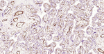 VEGF Antibody in Immunohistochemistry (Paraffin) (IHC (P))