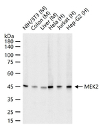 MEK2 Antibody in Western Blot (WB)