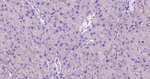 E-cadherin Antibody in Immunohistochemistry (Paraffin) (IHC (P))