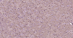 S100A1 Antibody in Immunohistochemistry (Paraffin) (IHC (P))
