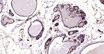 S100A1 Antibody in Immunohistochemistry (Paraffin) (IHC (P))