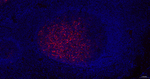 S100A1 Recombinant Rabbit Monoclonal Antibody (13F15)