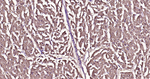 S100A1 Antibody in Immunohistochemistry (Paraffin) (IHC (P))