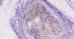 S100A1 Antibody in Immunohistochemistry (Paraffin) (IHC (P))