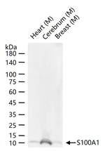 S100A1 Antibody in Western Blot (WB)