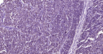 S100A1 Antibody in Immunohistochemistry (Paraffin) (IHC (P))