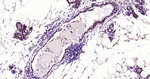 S100A1 Antibody in Immunohistochemistry (Paraffin) (IHC (P))
