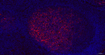 S100A1 Recombinant Rabbit Monoclonal Antibody (2H14)
