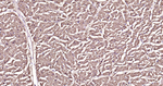 S100A1 Antibody in Immunohistochemistry (Paraffin) (IHC (P))
