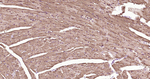S100A1 Antibody in Immunohistochemistry (Paraffin) (IHC (P))