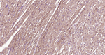 S100A1 Antibody in Immunohistochemistry (Paraffin) (IHC (P))