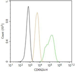 p16INK4a Antibody in Flow Cytometry (Flow)