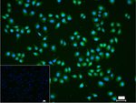 p16INK4a Antibody in Immunocytochemistry (ICC/IF)