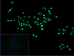 p16INK4a Recombinant Rabbit Monoclonal Antibody (14E19)