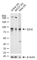 EZH2 Recombinant Rabbit Monoclonal Antibody (18E16)
