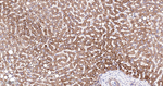 BAD Antibody in Immunohistochemistry (Paraffin) (IHC (P))