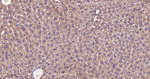 BAD Antibody in Immunohistochemistry (Paraffin) (IHC (P))