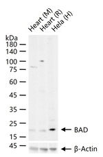 BAD Antibody in Western Blot (WB)