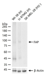 FAP Antibody in Western Blot (WB)