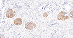 Podocin Antibody in Immunohistochemistry (Paraffin) (IHC (P))