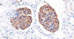 Podocin Antibody in Immunohistochemistry (Paraffin) (IHC (P))