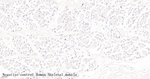 Podocin Recombinant Rabbit Monoclonal Antibody (11B19)