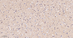 Phospho-Tau (Ser404) Antibody in Immunohistochemistry (Paraffin) (IHC (P))