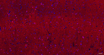 Phospho-Tau (Ser404) Antibody in Immunohistochemistry (Paraffin) (IHC (P))