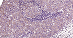 GSK3B Antibody in Immunohistochemistry (Paraffin) (IHC (P))