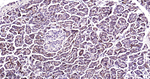 GSK3B Antibody in Immunohistochemistry (Paraffin) (IHC (P))