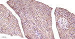 GSK3B Antibody in Immunohistochemistry (Paraffin) (IHC (P))