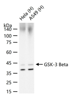 GSK3B Antibody in Western Blot (WB)