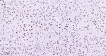 p38 MAPK Antibody in Immunohistochemistry (Paraffin) (IHC (P))