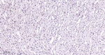 p38 MAPK Antibody in Immunohistochemistry (Paraffin) (IHC (P))