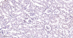 p38 MAPK Antibody in Immunohistochemistry (Paraffin) (IHC (P))