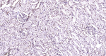 p38 MAPK Antibody in Immunohistochemistry (Paraffin) (IHC (P))