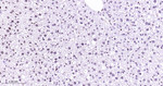 p38 MAPK Antibody in Immunohistochemistry (Paraffin) (IHC (P))