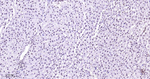 p38 MAPK Antibody in Immunohistochemistry (Paraffin) (IHC (P))