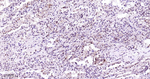 p38 MAPK Recombinant Rabbit Monoclonal Antibody (10H11)