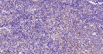 p38 MAPK Antibody in Immunohistochemistry (Paraffin) (IHC (P))