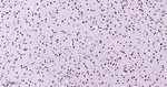 p38 MAPK Antibody in Immunohistochemistry (Paraffin) (IHC (P))