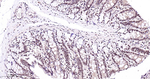 p38 MAPK Antibody in Immunohistochemistry (Paraffin) (IHC (P))