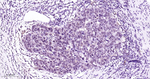 p38 MAPK Antibody in Immunohistochemistry (Paraffin) (IHC (P))
