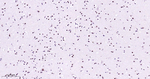 p38 MAPK Antibody in Immunohistochemistry (Paraffin) (IHC (P))