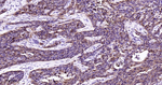 p38 MAPK Antibody in Immunohistochemistry (Paraffin) (IHC (P))